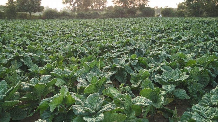 Tobacco farm