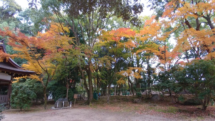 境内の紅葉 Autumn leaves of the shrine