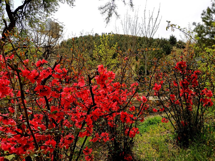 nature