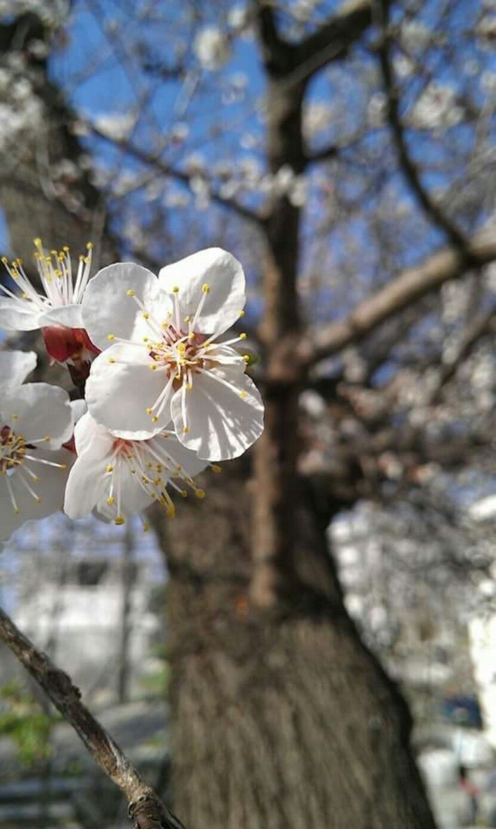 Hello spring!