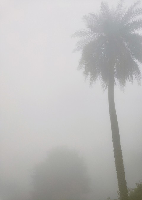 Foggy Morning