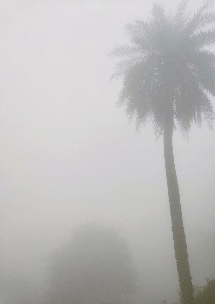 Foggy Morning