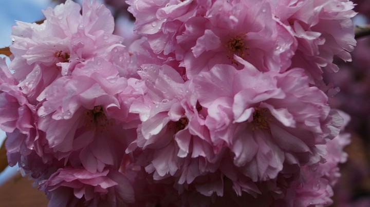 Sakura blossoms