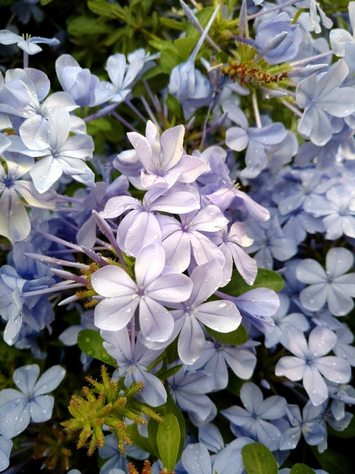 plumbago