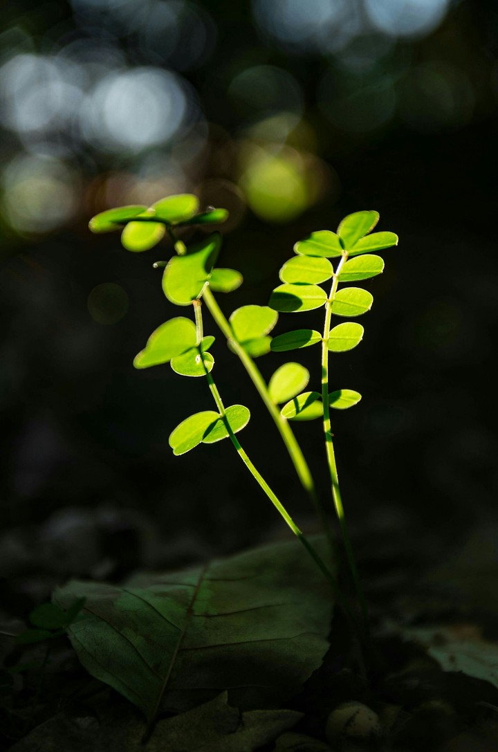 Greeny