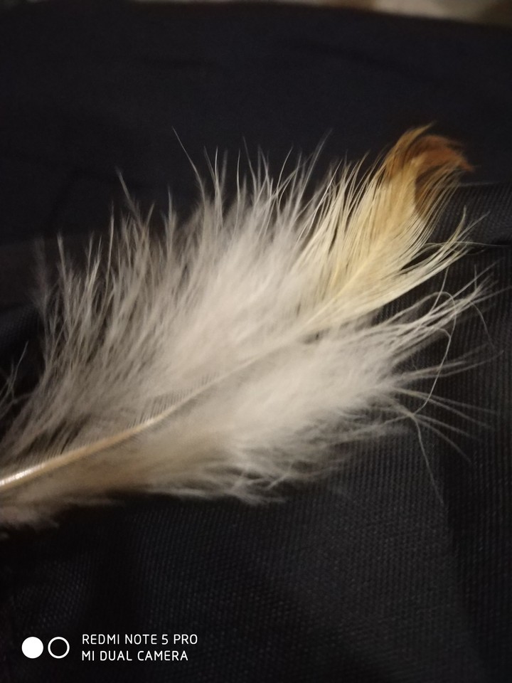 Birds feathers