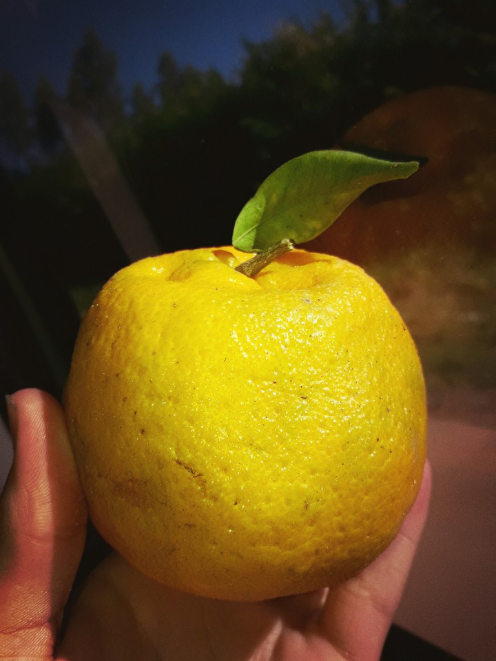fruit