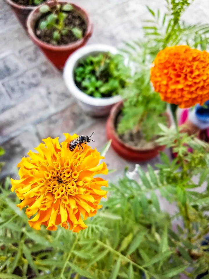bee on flower