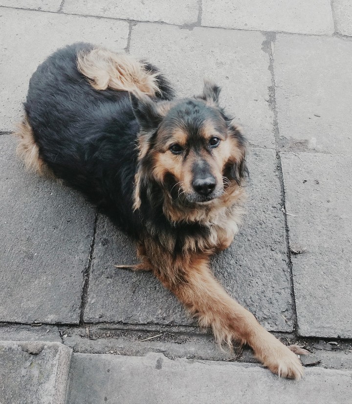 dogger