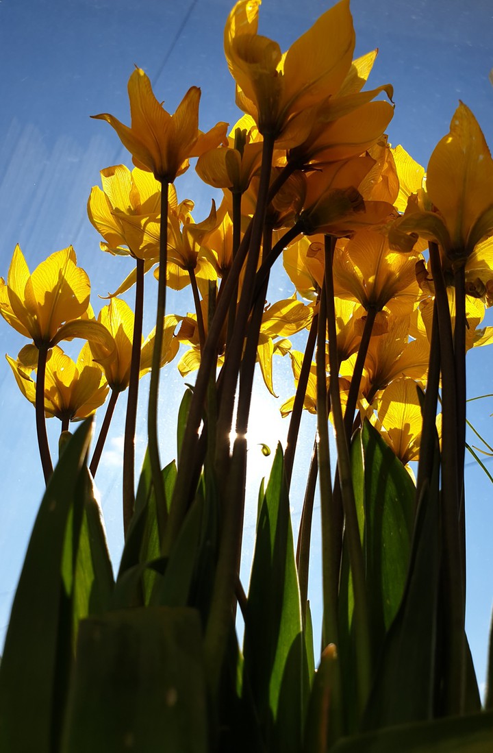 spring flowers