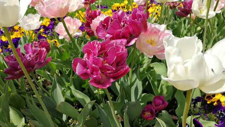 Tulpen im Park
