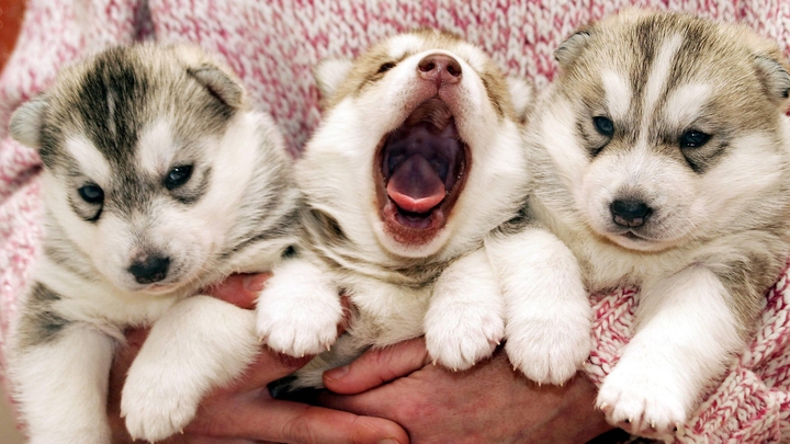 wuf