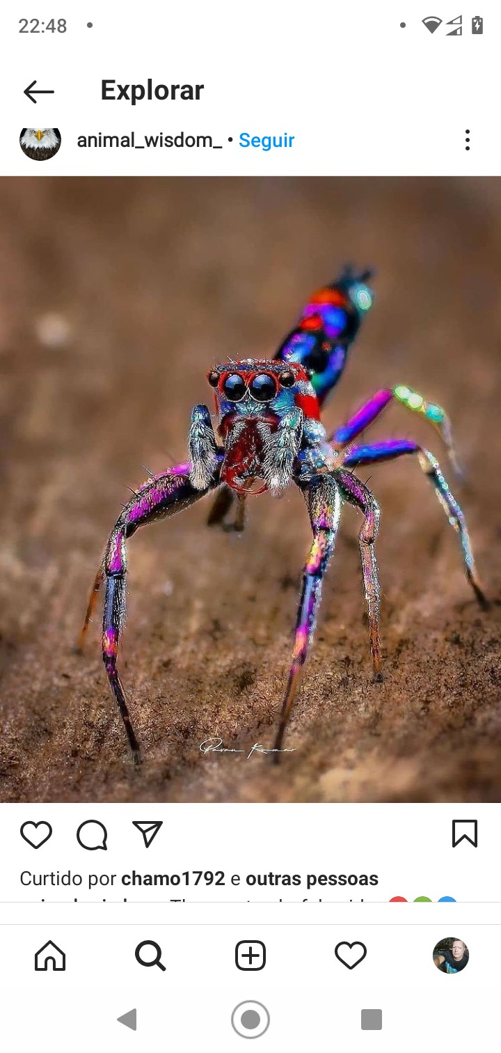 aranha