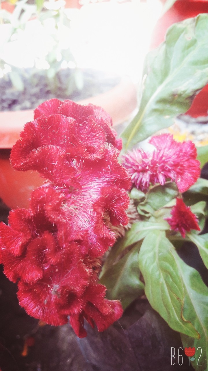flowerr❤