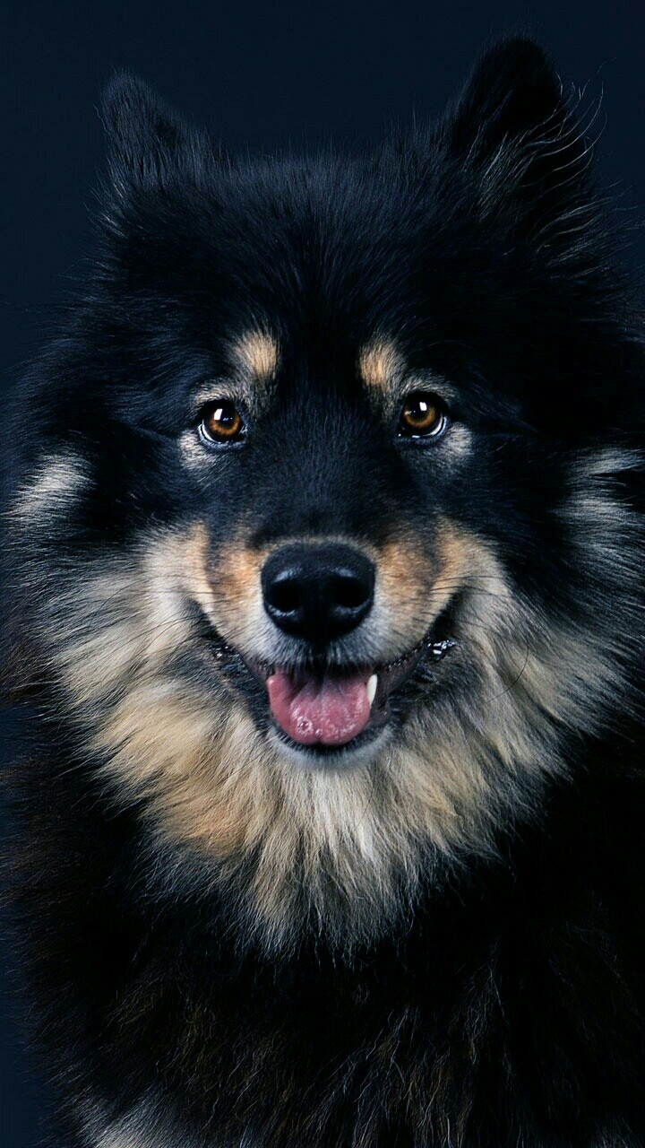 cute dog