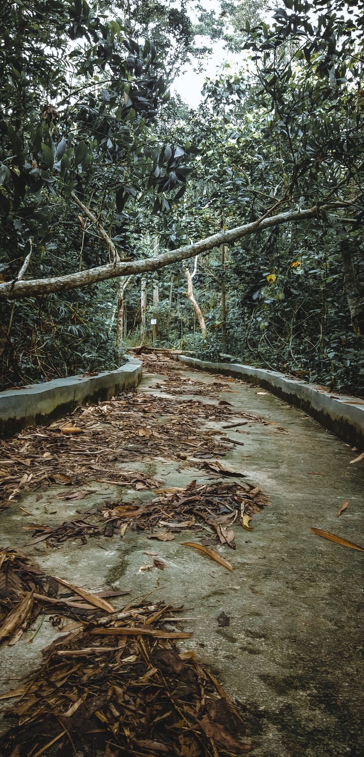 forest