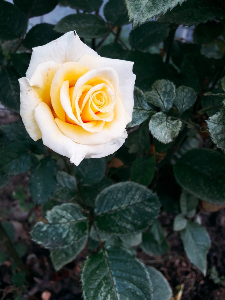 yellow rose