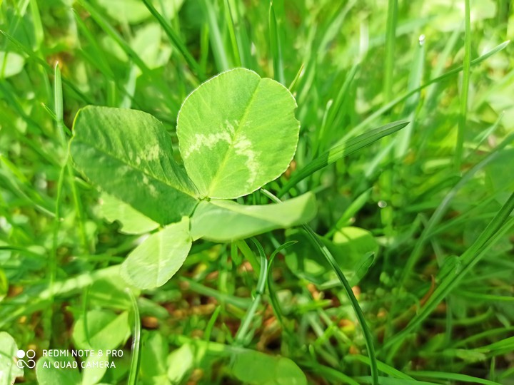 tappeto verde 2
