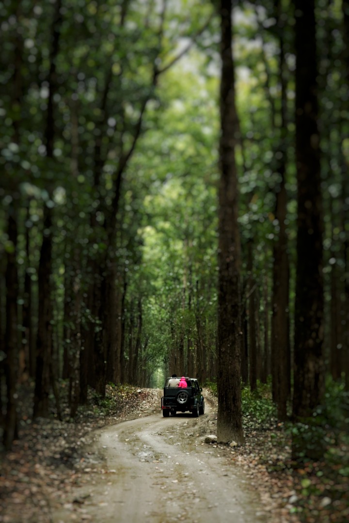 Morning Jungle Ride