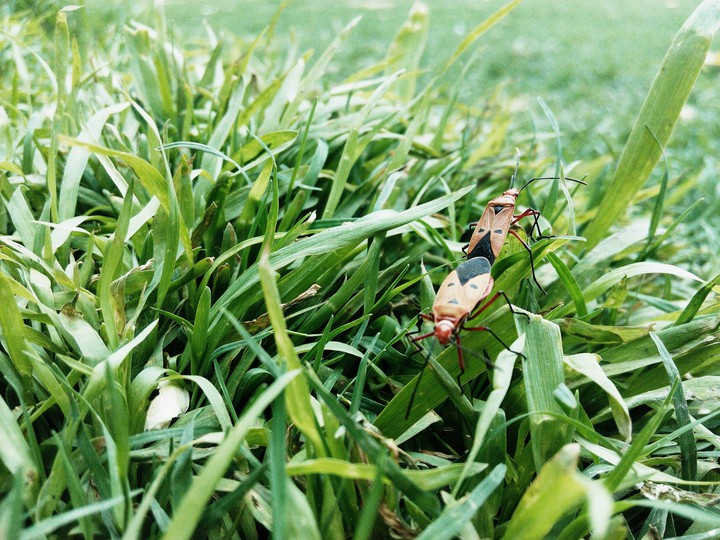 insects