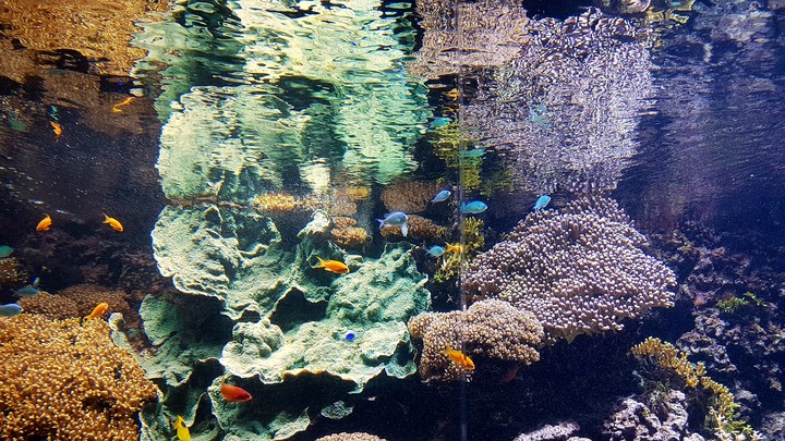 Oceanopolis Brest