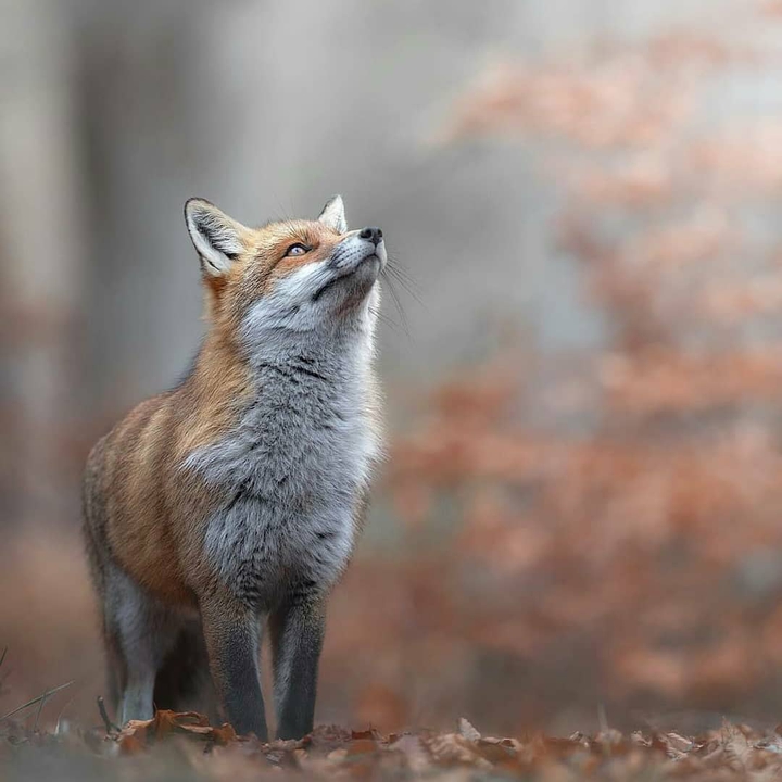 fox3