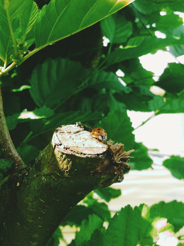 little explorer
