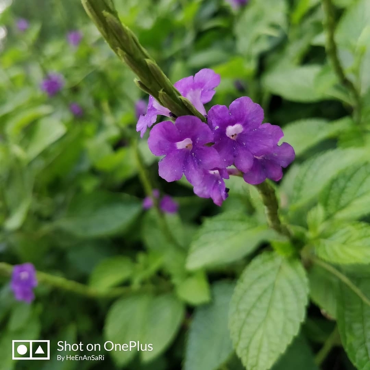 purple love