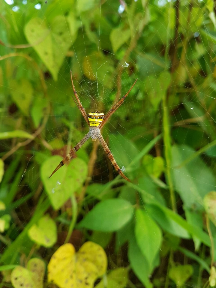 Spider