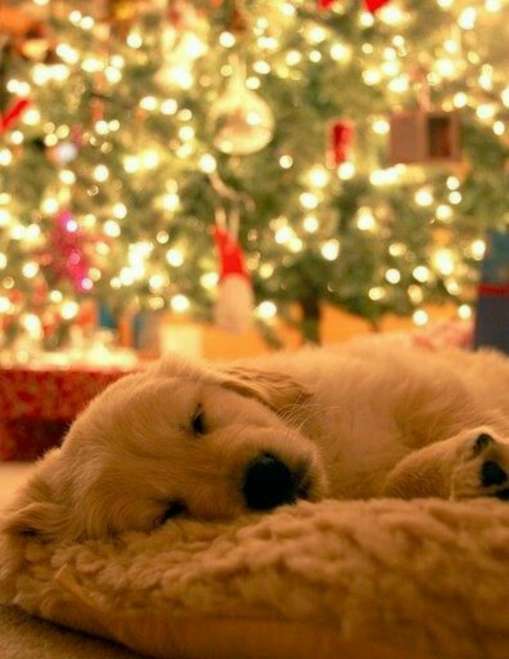 puppy