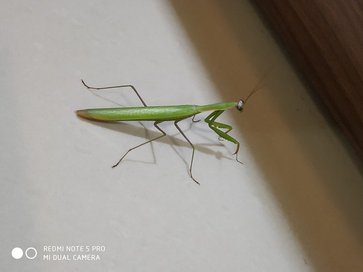 Grasshopper
