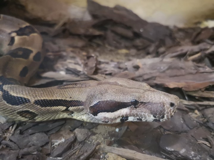 snake