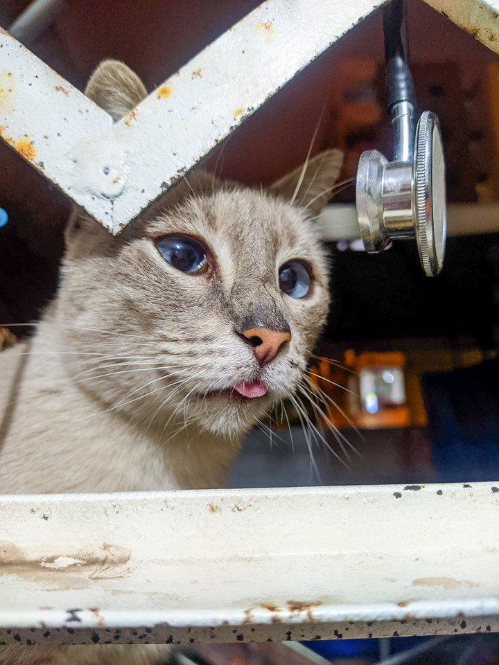 cat