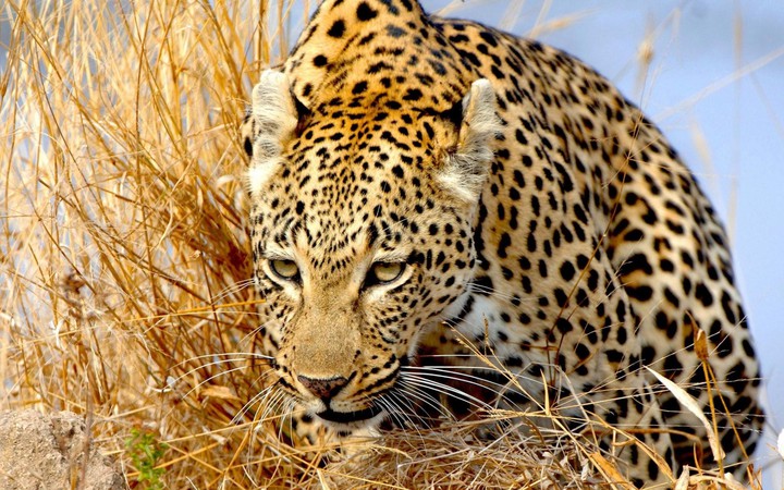 Wild Beauty