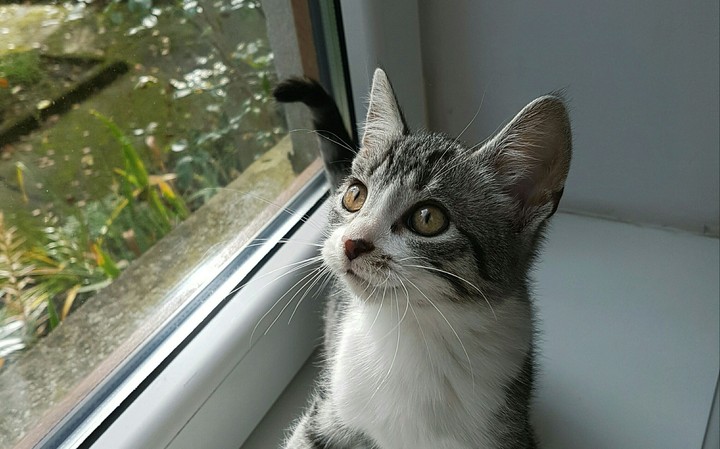 Yellow eyes of kitten