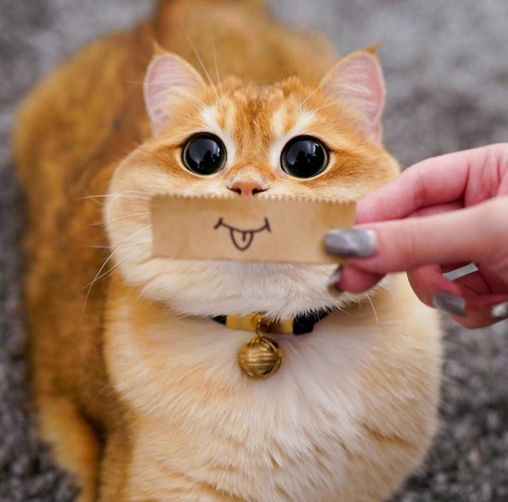 ☆CüT¥ CäT☆