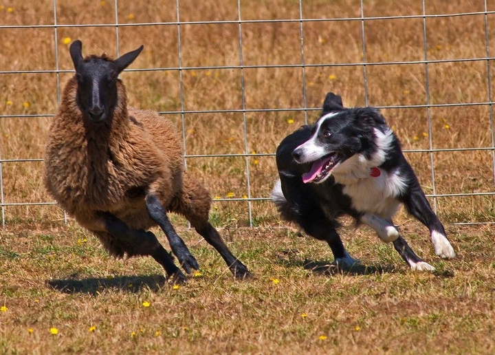 For The Love Of Border Collie