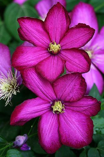 Fucsia flowers.