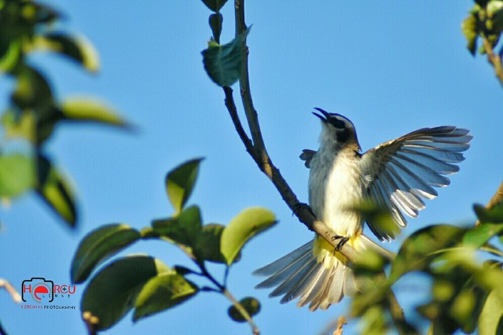bird