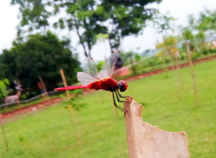 Grasshopper