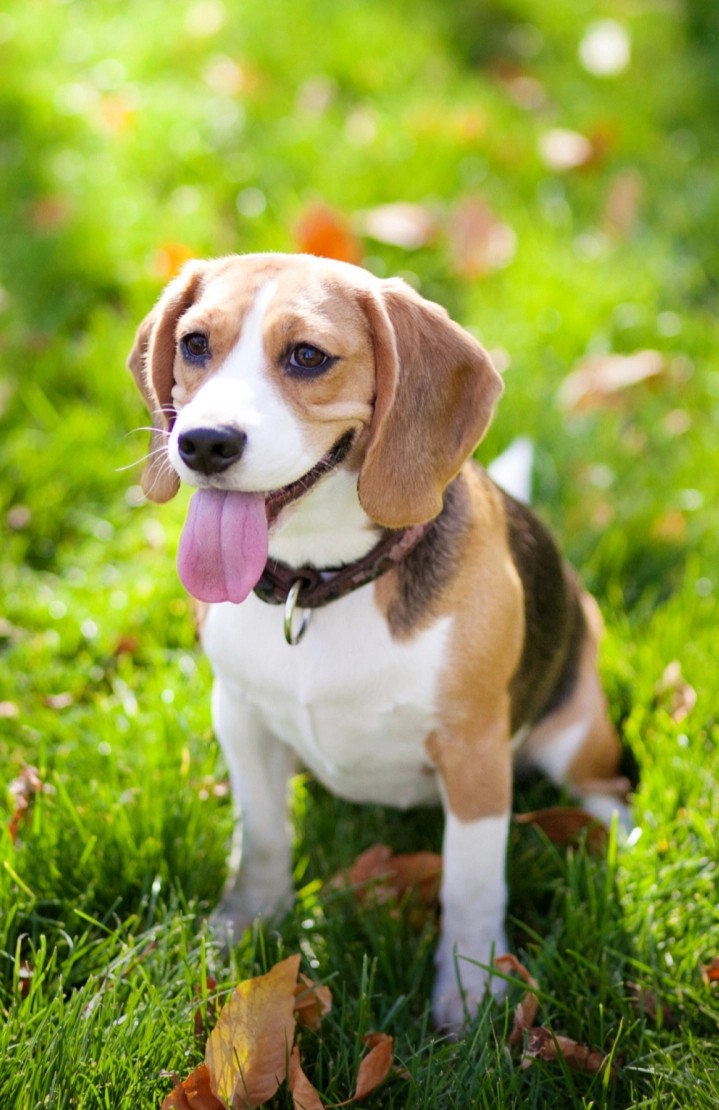 dog's little world