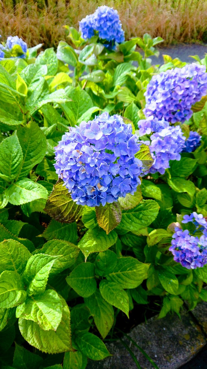紫陽花