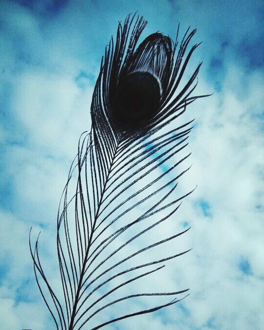peacock feather