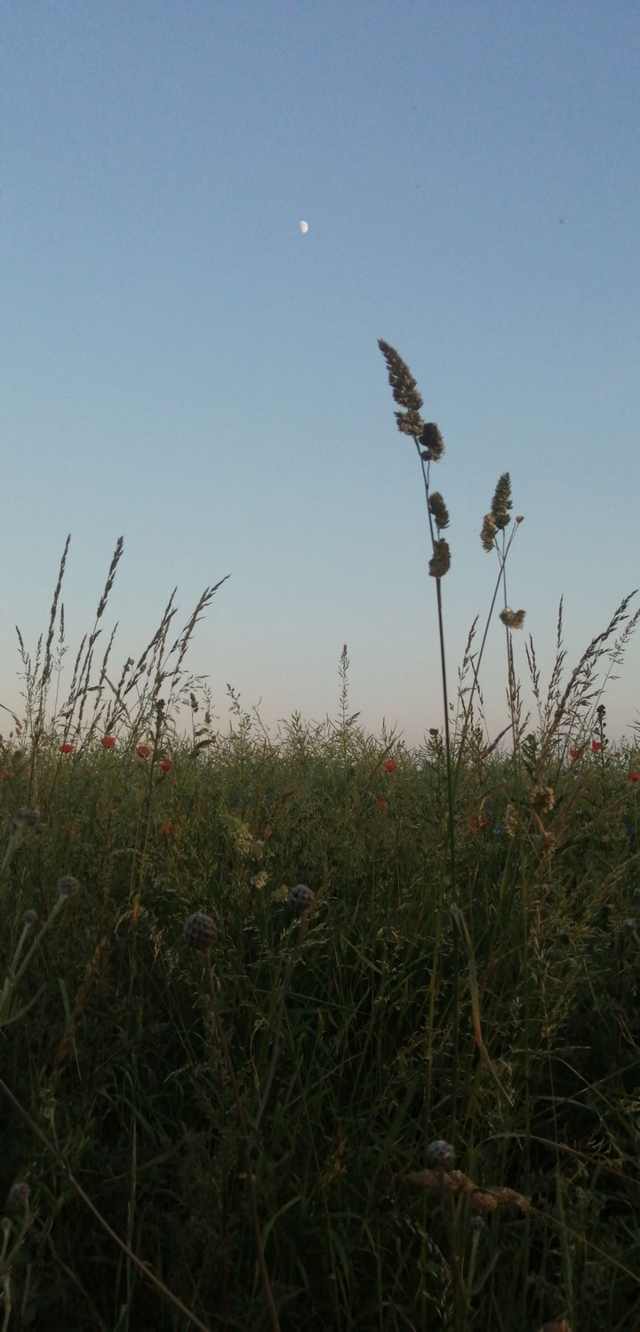 Field