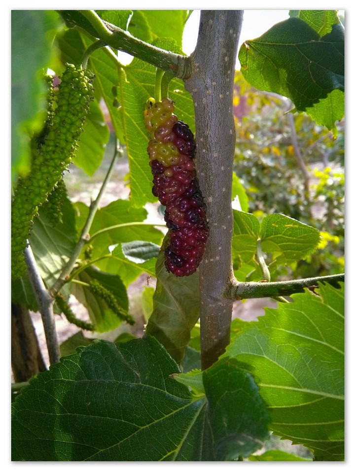 berry