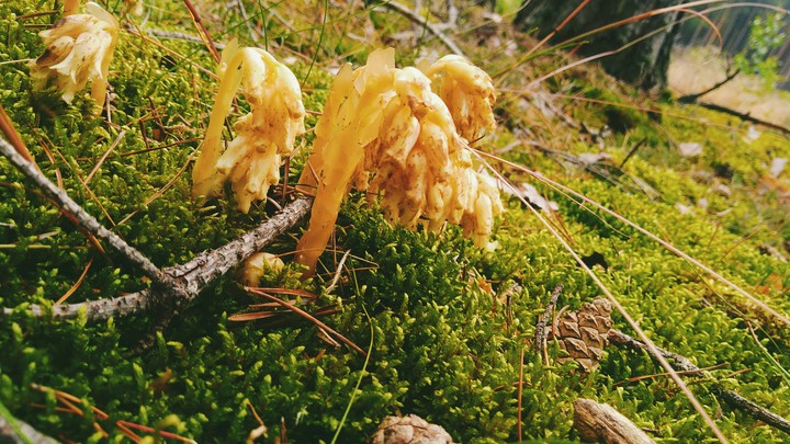 grzybobranie