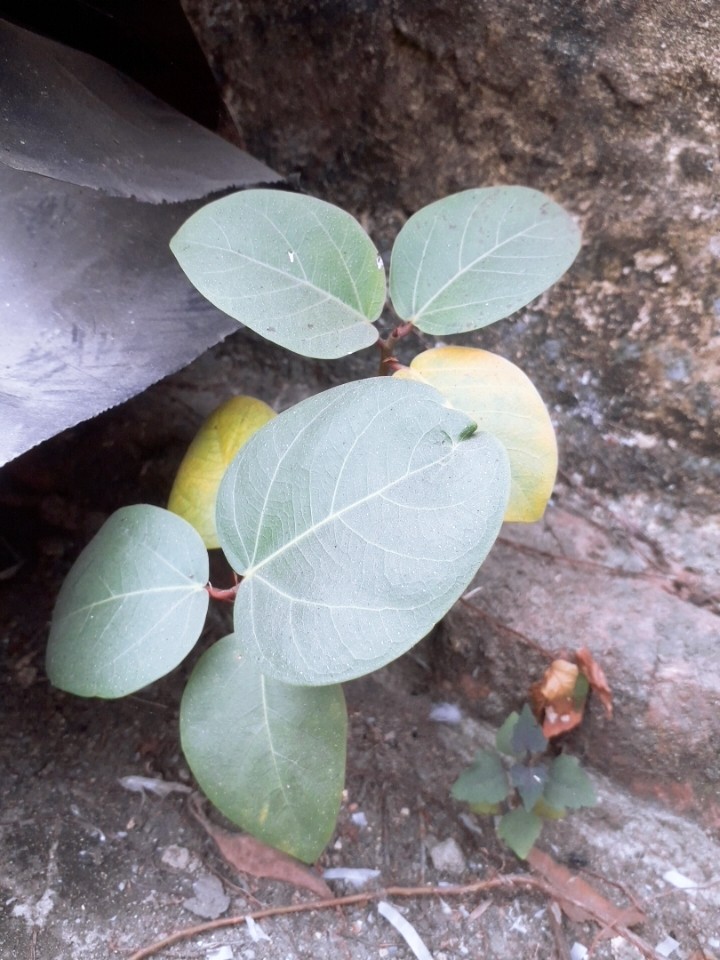 plant