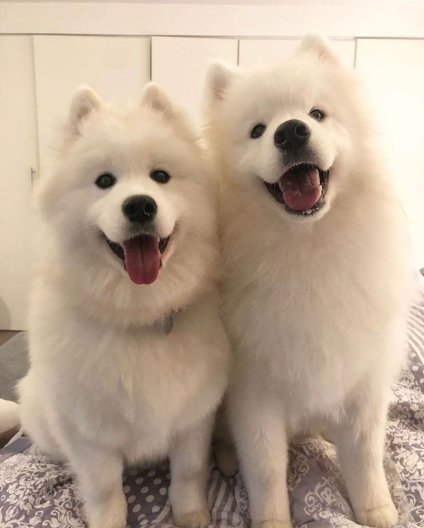 Friends Samoed