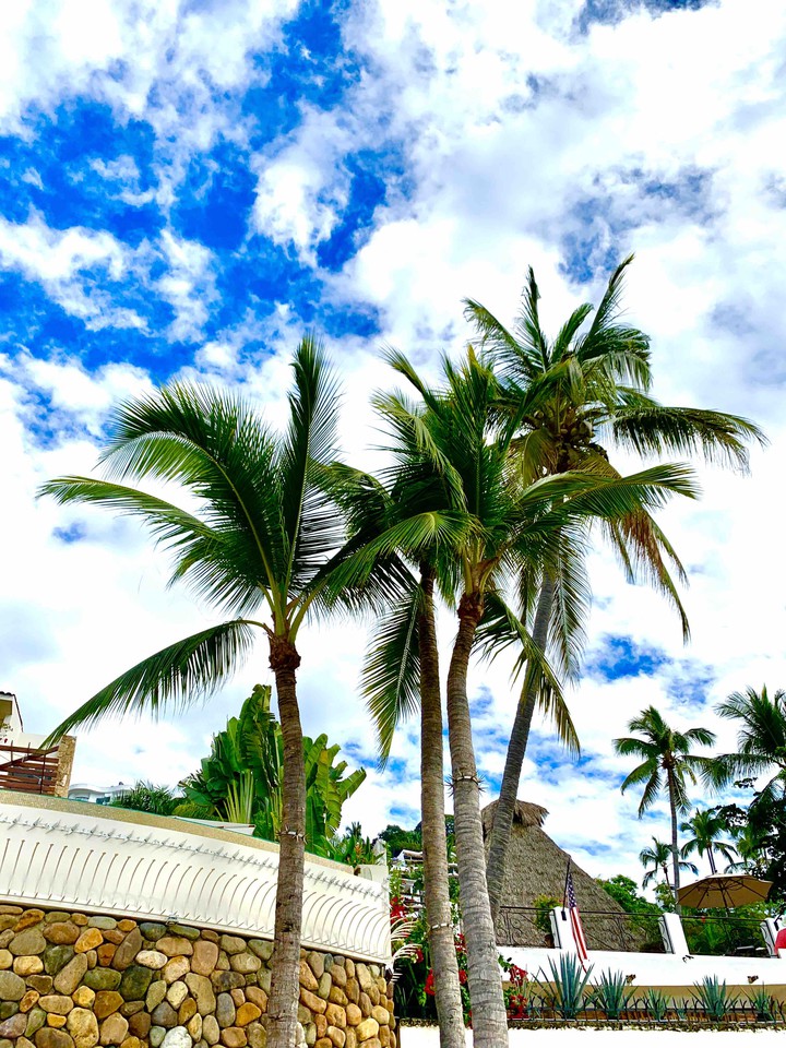 Palm