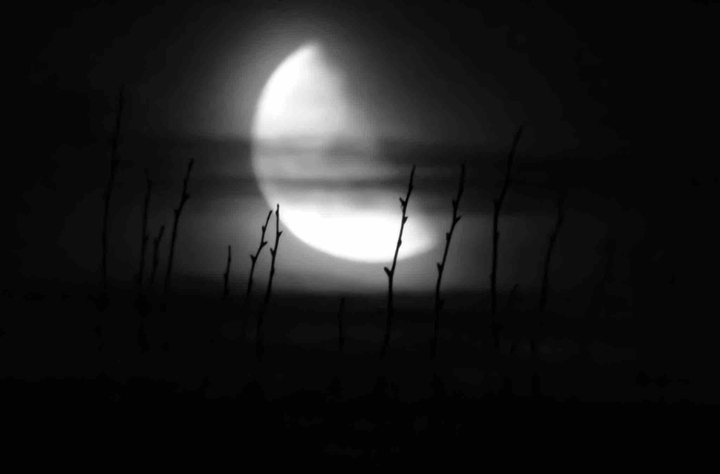 In Moonlight